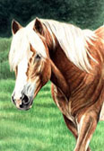 Haflingers, Equine Art - Portrait of Max